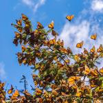 Monarch Butterfly Sanctuary