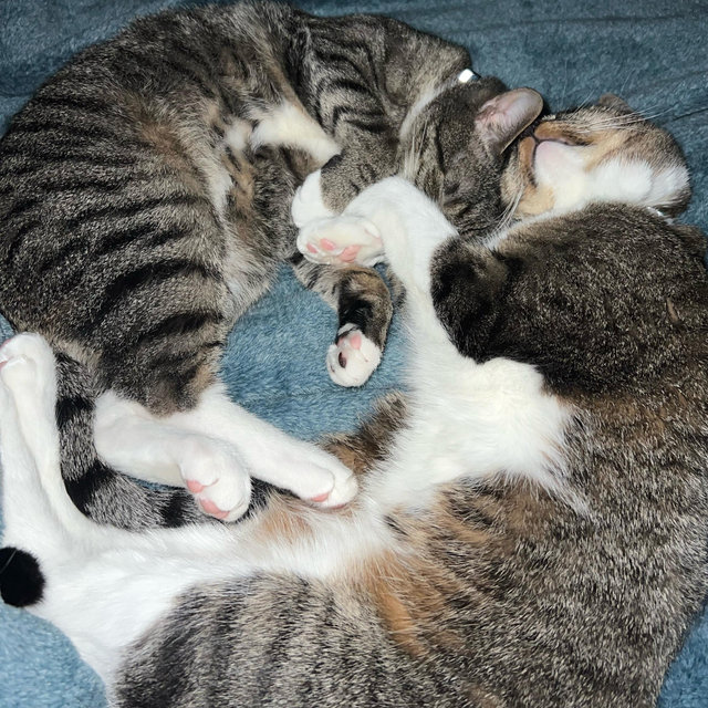 Cat’s Treats & Toys Fund