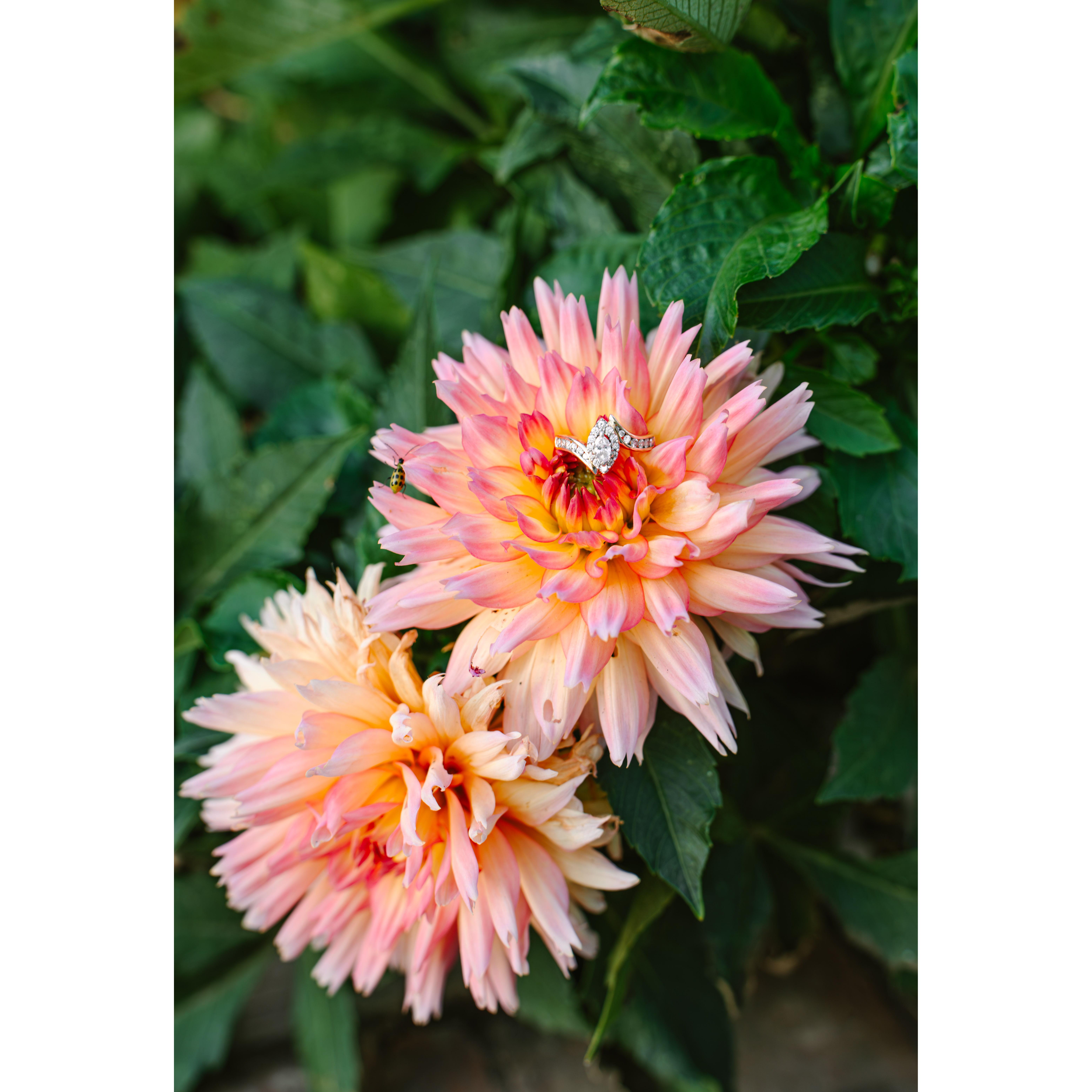 The ring that lead to forever.