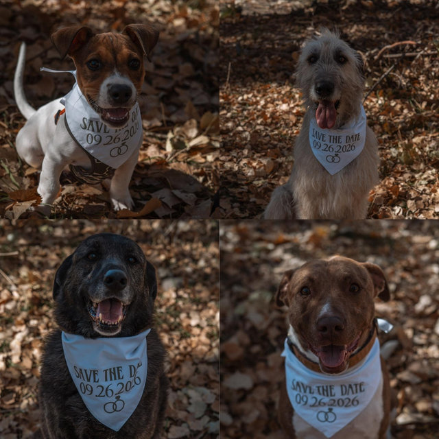 Pet sitter for Our Honeymoon