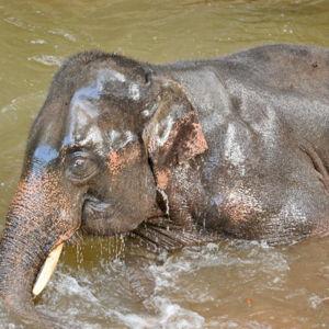 Thailand Elephant Sanctuary Experience