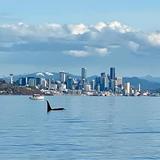 Bainbridge Island
