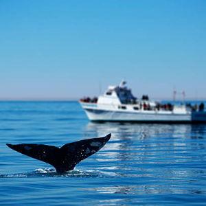 Whale Watching Tour