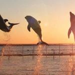 Dolphin Encounters