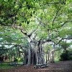 Hugh Taylor Birch State Park