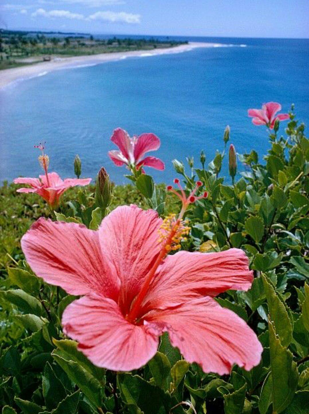 The Wedding Website of Klicia Kai and Brandon Tyson