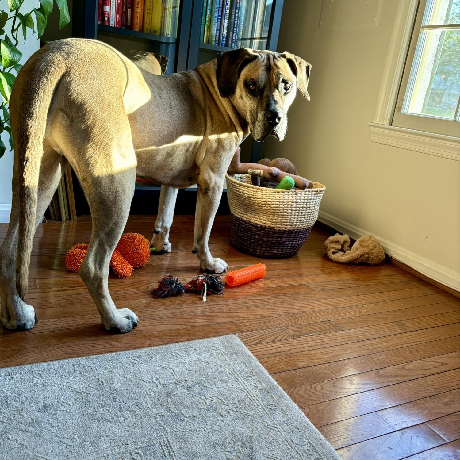 Play time at home!