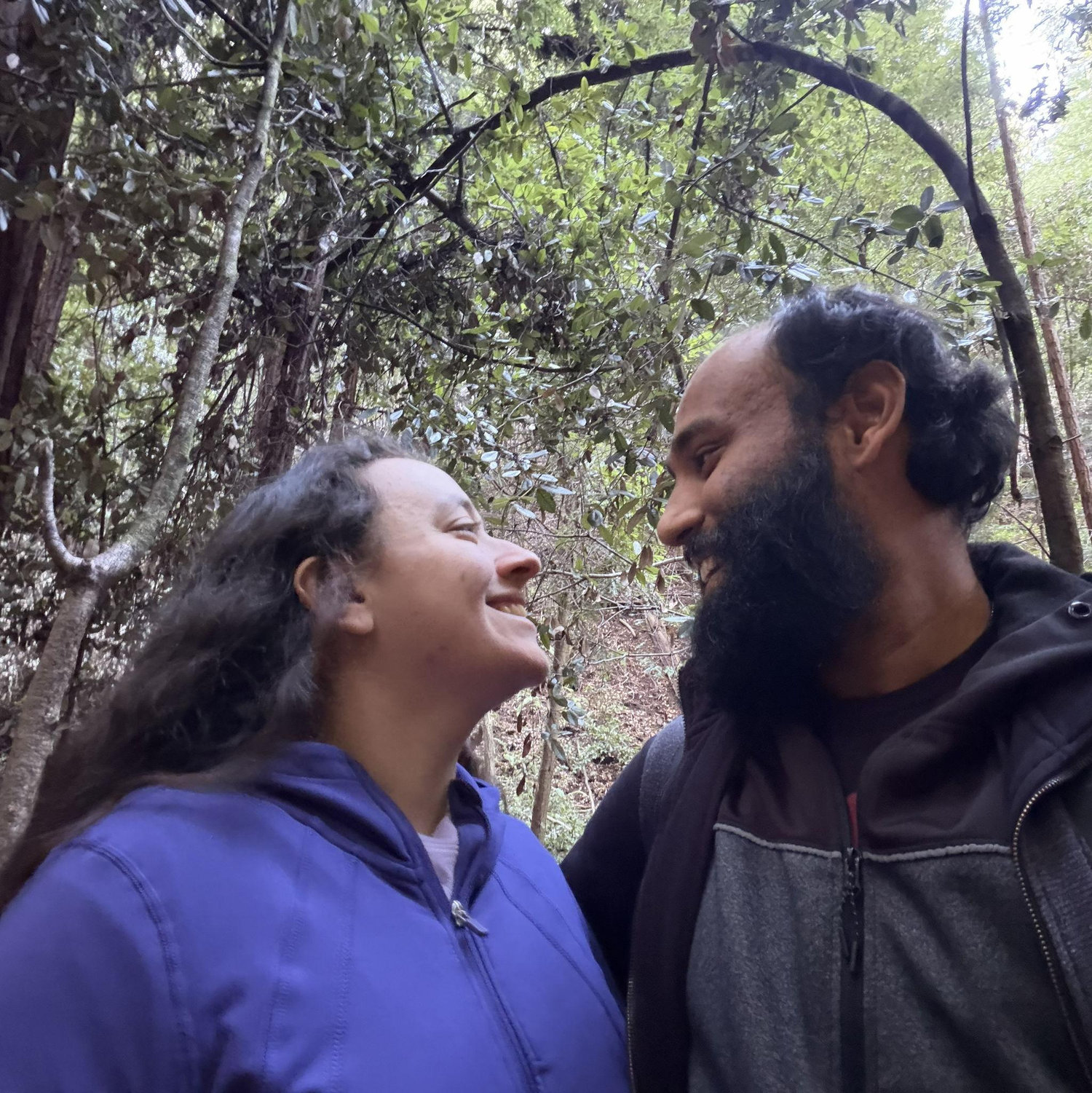 Hike in the Redwoods