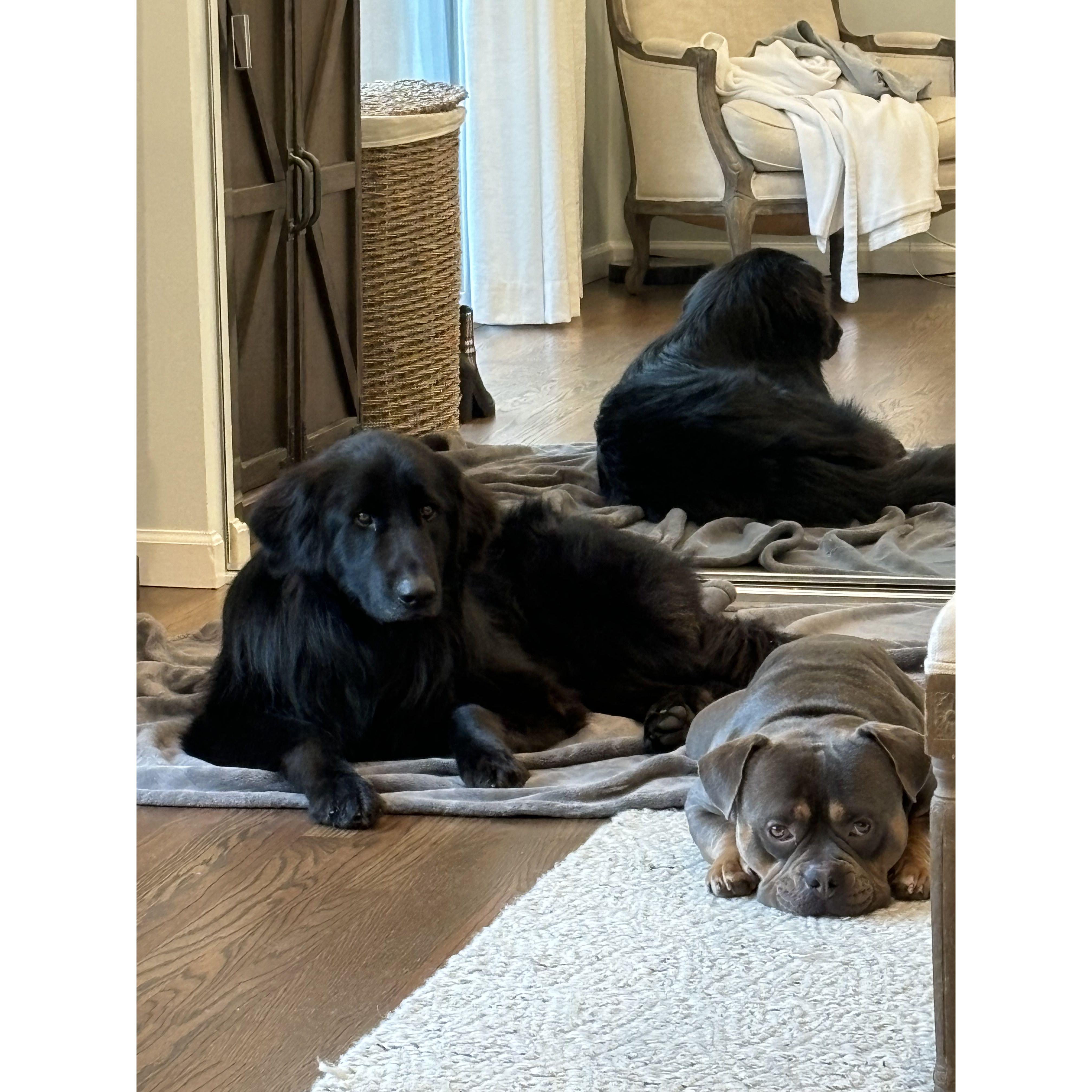 fur babies