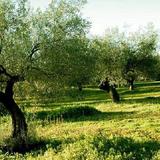 Olive Oil Tour