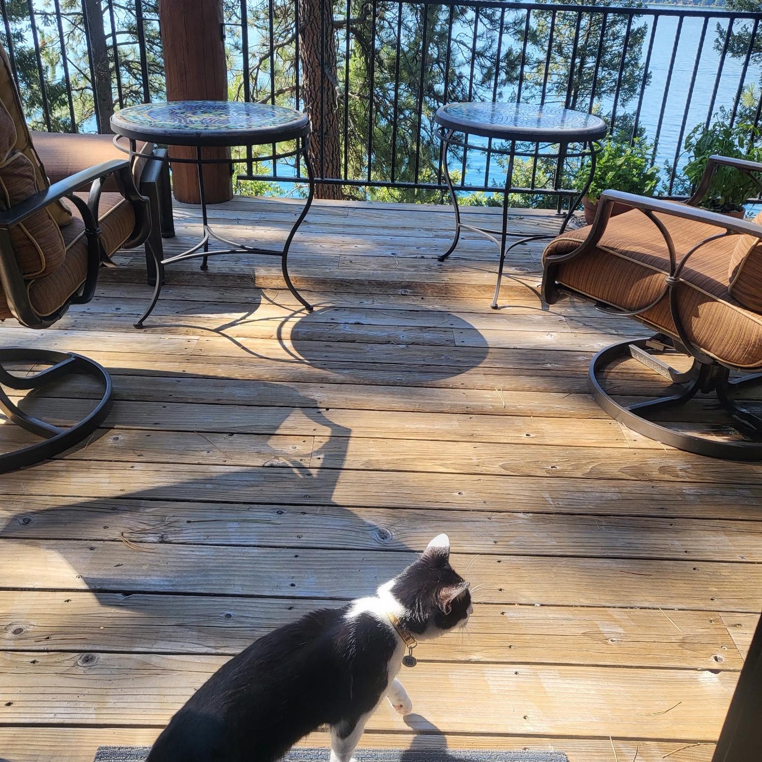 Neko exploring his second home in Whitefish