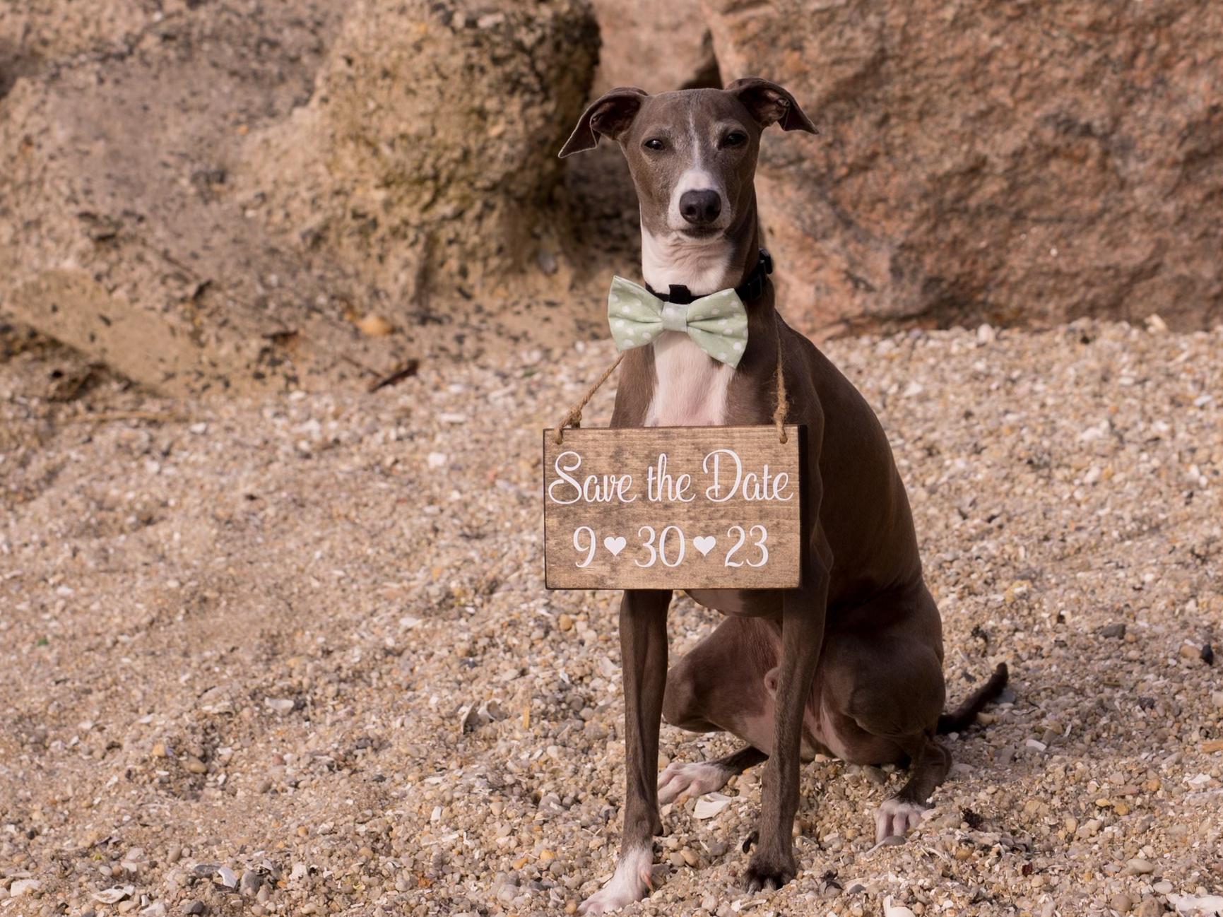 The Wedding Website of Jennifer DiSiena and Michael Aurrichio