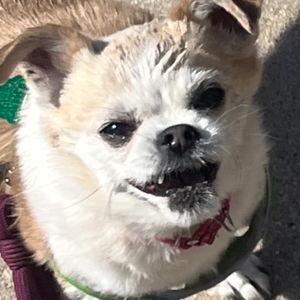 Anger management class for Mitzy