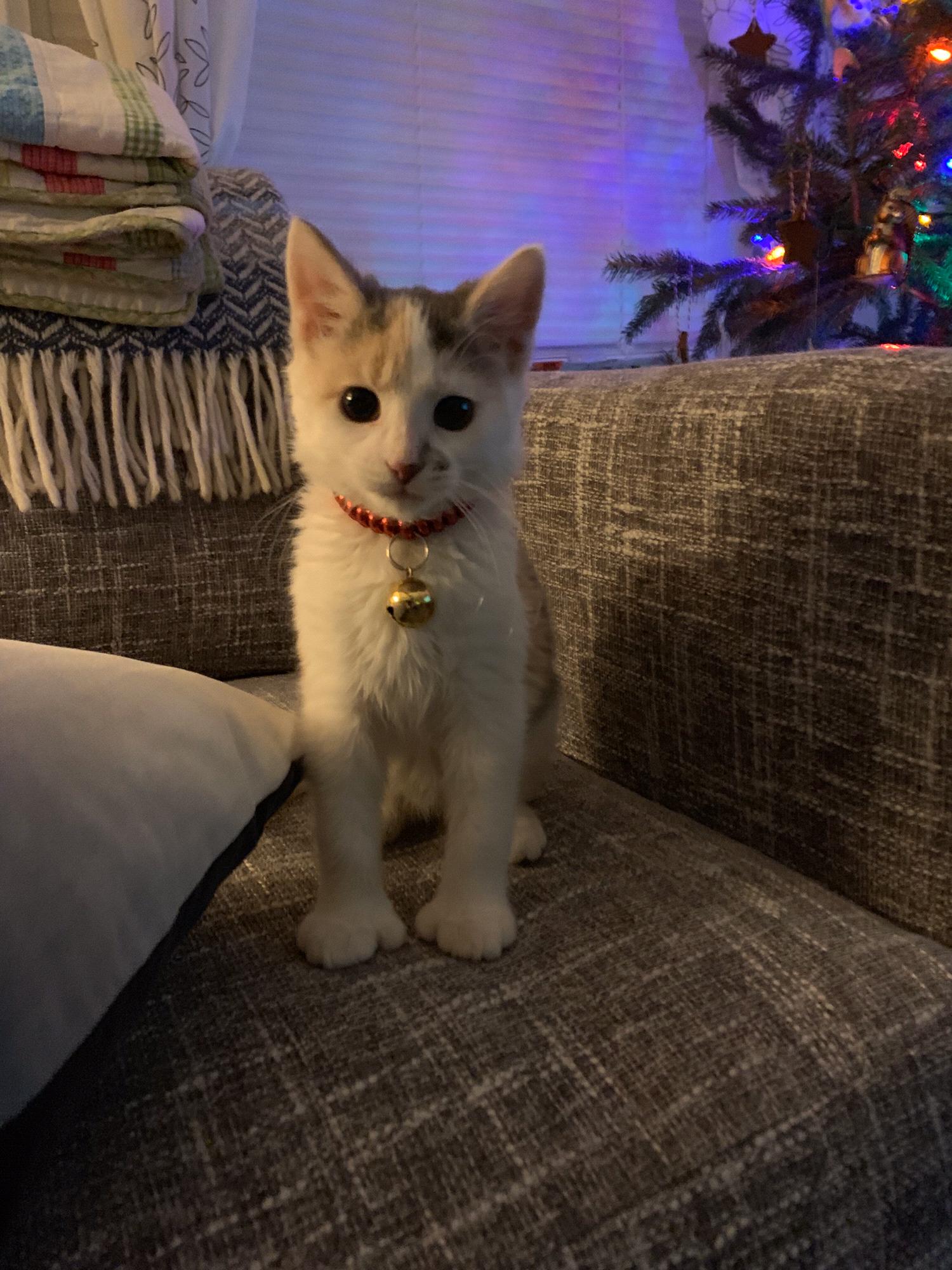 Chai the cat joined our family in Christmas 2018