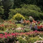 International Rose Test Garden