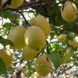 Sorrento Farm and Food Experience including Olive Oil, Limoncello, Wine tasting