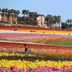 Lompoc Flower Fields