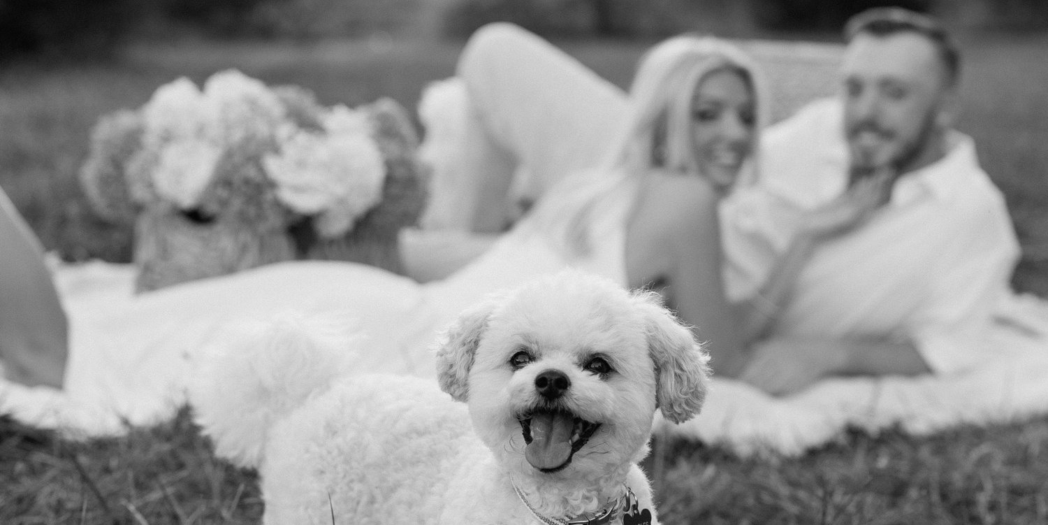 The Wedding Website of Lauren McAvoy and Nicholas Jutras