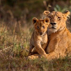Keep Maggie Calm When Lions Appear
