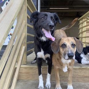 Pet Hotel For Our Honeymoon