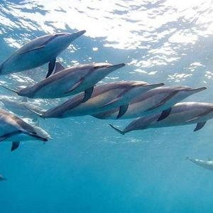 Mauritius Dolphin Experience