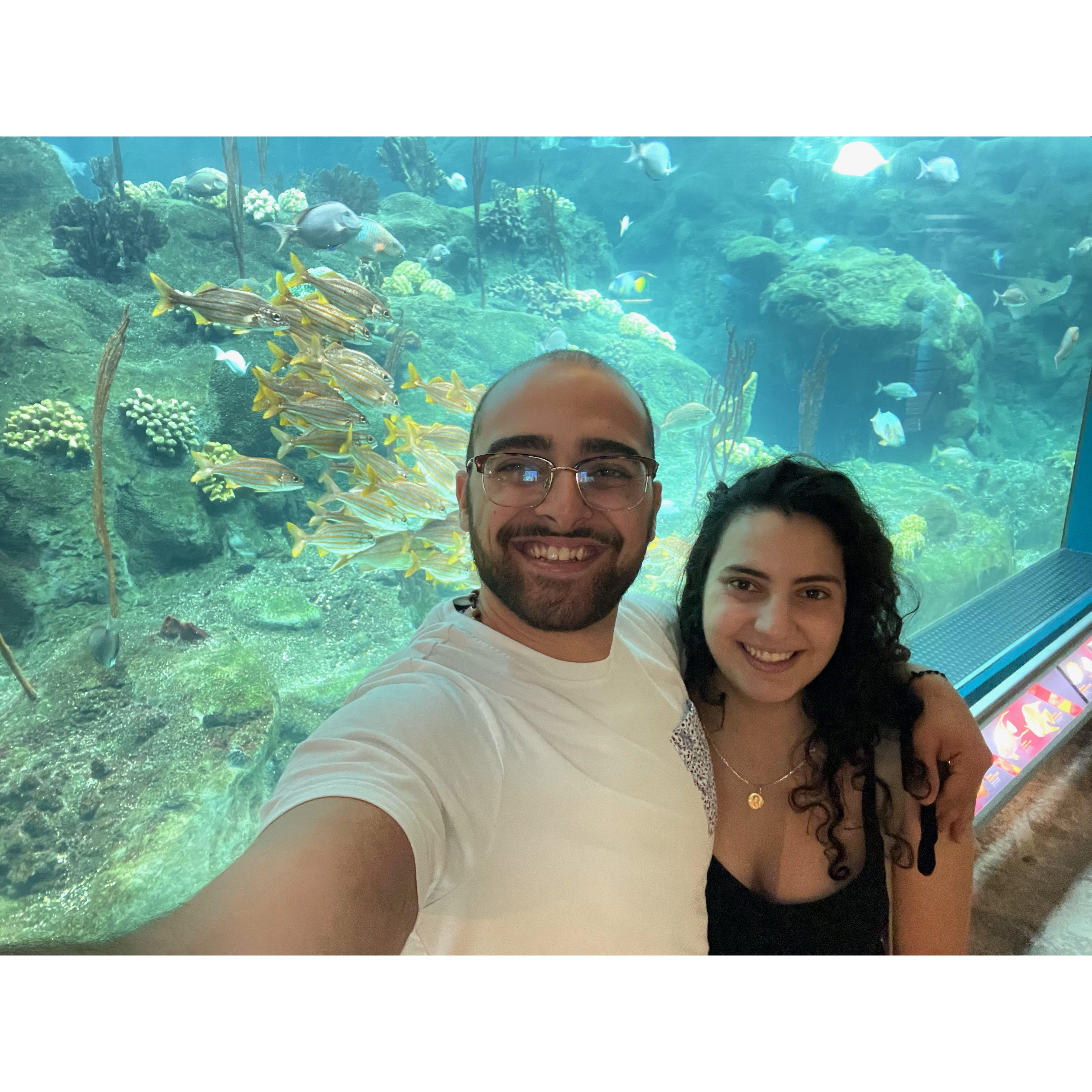 Aquarium! - 2022