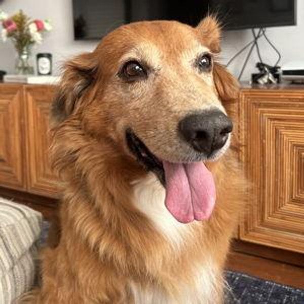 Rusty's Treats Fund