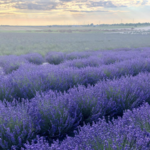 Lavender By the Bay