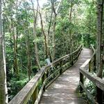 Obi Obi Boardwalk