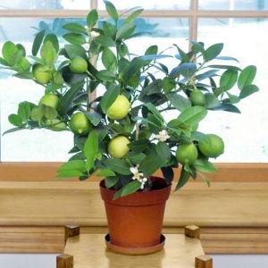Lime Tree - Claussen's Gift card