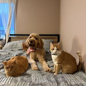 Pet Treats and Toys