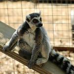Luray Zoo A Rescue Zoo
