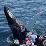 Whale Watching Cruise