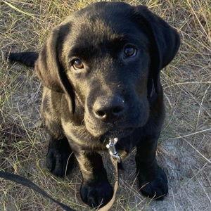 Furry Family Member