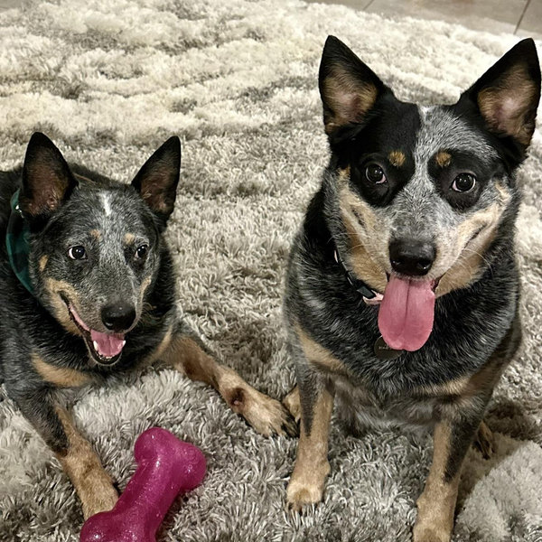 Pet Hotel For Our Honeymoon