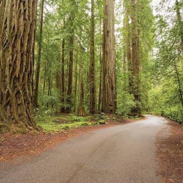 Honeymoon to the Redwoods