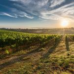 Wine Tasting In & Around Murphys