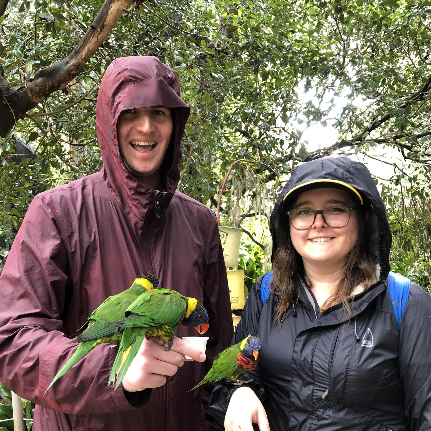 In 2019, we moved to San Diego! We are only 15 minutes away from the San Diego Safari Park and can feed the Lorikeets whenever we want!