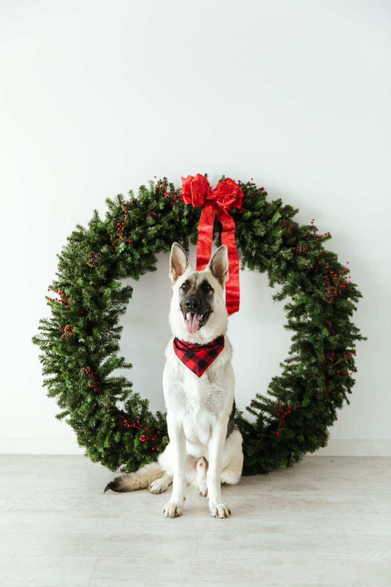 Our goodest boy, Ranger.