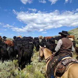 Cattle Ranch Start-up Support Fund