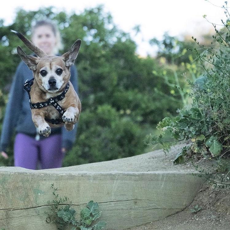 This pup brings us so much love and joy.