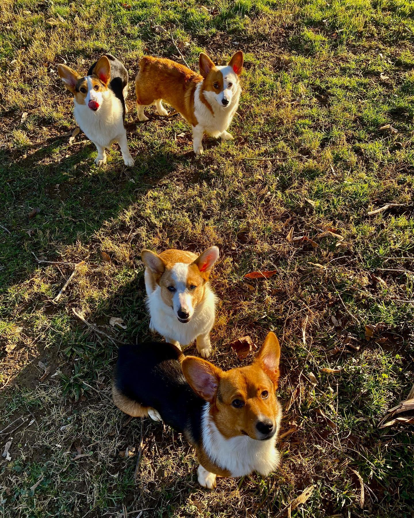 🐾🐶All 4 Corgis🐶🐾