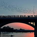 See the largest colony of Mexican Freetail bats wake up around dusk!