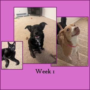 Rover Pet-sitters - Week 1