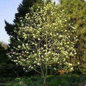 Sweetbay magnolia for our new yard