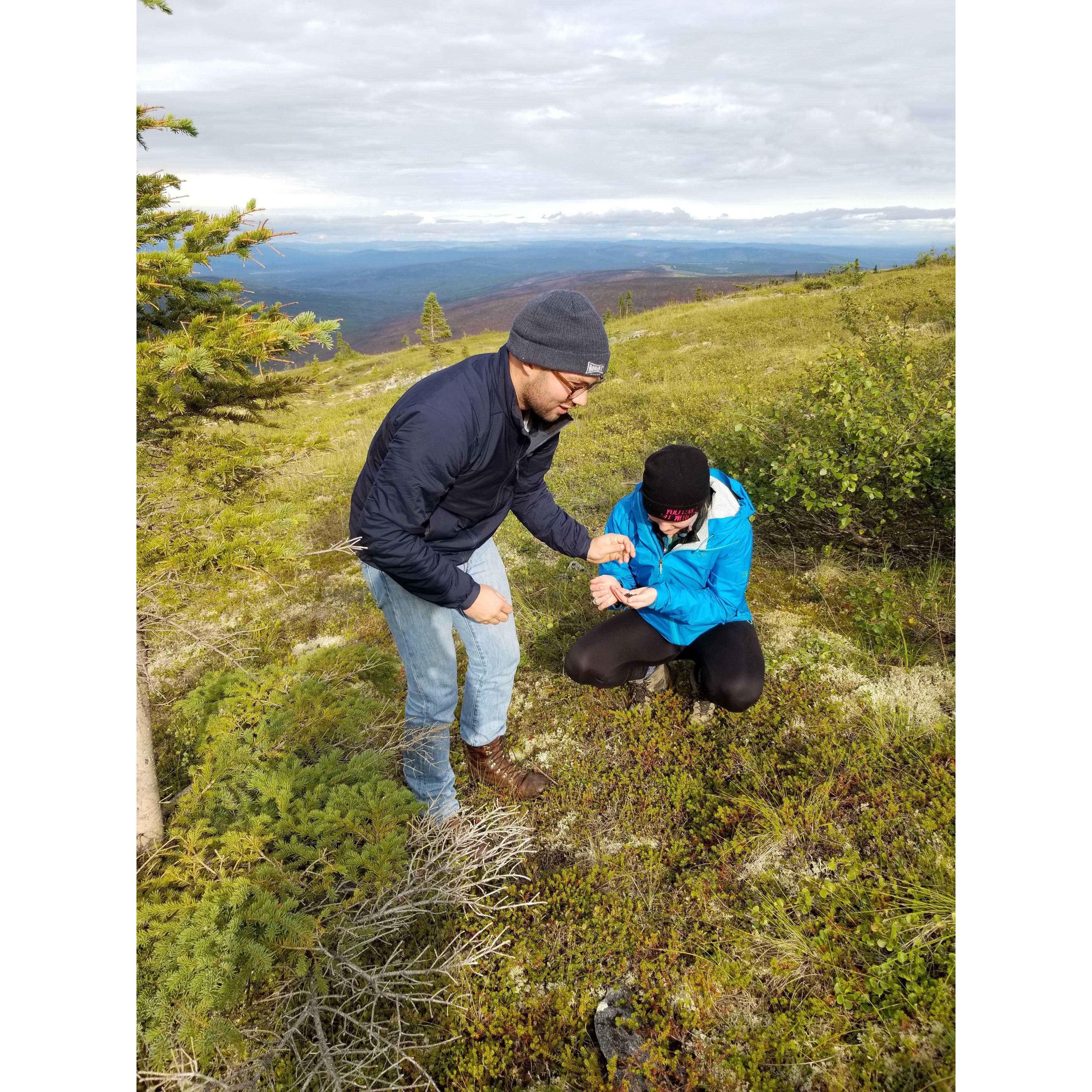 Collecting blueberries in Alaska!