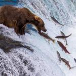 Bear Viewing at Katmai