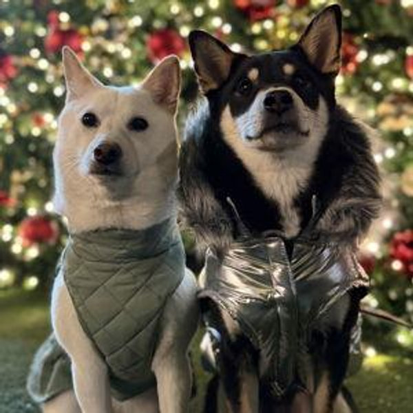 Spoil Mochi & Kovu