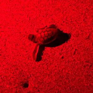 Turtle Watching Night Tour on our HONEYMOON