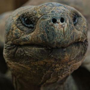 Galapagos Tortoise Experience at the Auckland Zoo